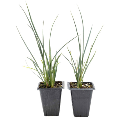 2 Hesperaloe Red Yucca Plants in 3.5” Cubes | Evergreen Succulent with Red Flowers for Xeriscaping, Borders & Pots (Hesperaloe parviflora)