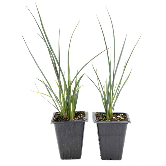 2 Hesperaloe Red Yucca Plants in 3.5” Cubes | Evergreen Succulent with Red Flowers for Xeriscaping, Borders & Pots (Hesperaloe parviflora)
