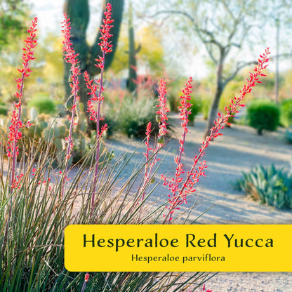 2 Hesperaloe Red Yucca Plants in 3.5” Cubes | Evergreen Succulent with Red Flowers for Xeriscaping, Borders & Pots (Hesperaloe parviflora)