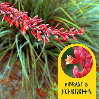 2 Hesperaloe Red Yucca Plants in 3.5” Cubes | Evergreen Succulent with Red Flowers for Xeriscaping, Borders & Pots (Hesperaloe parviflora)