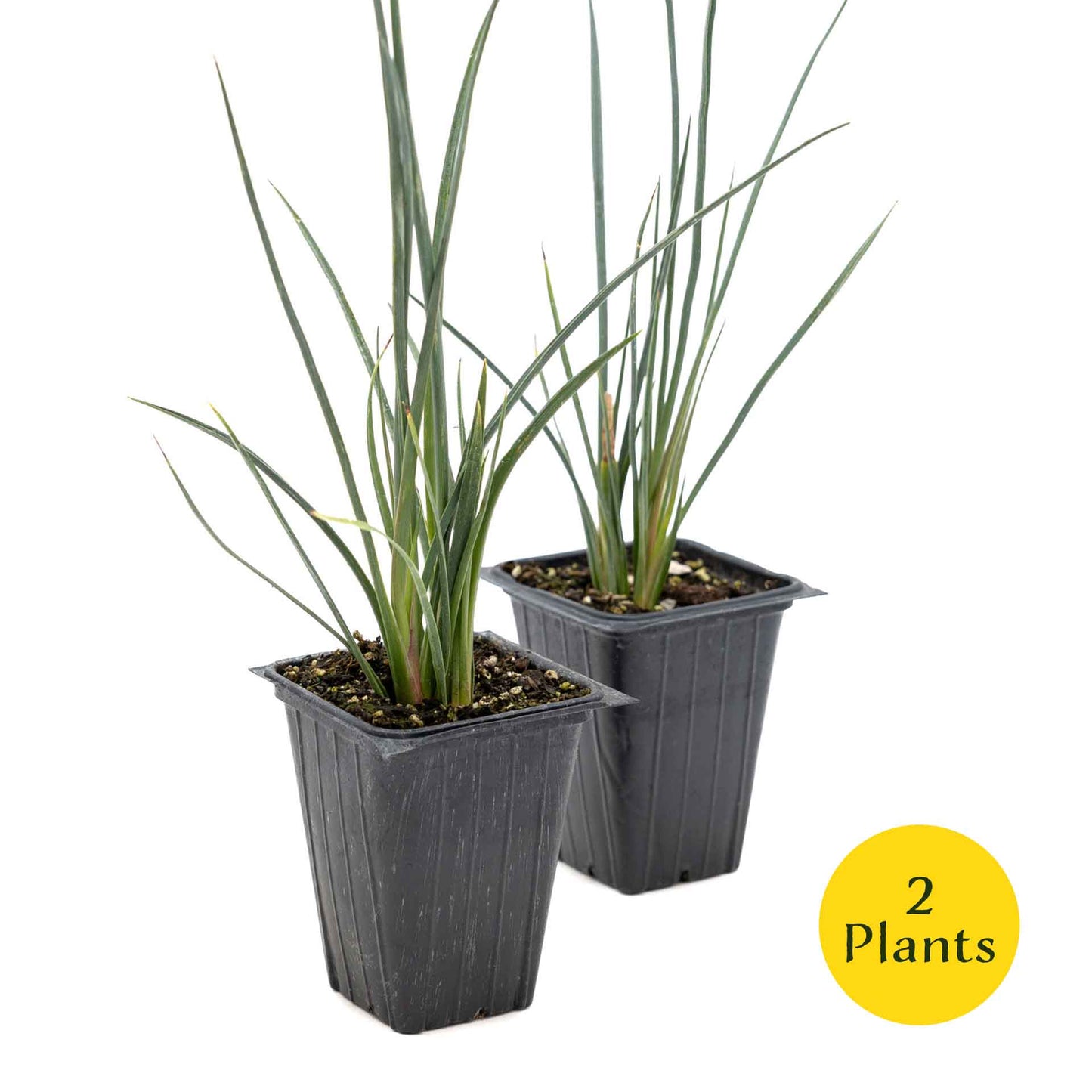 2 Hesperaloe Red Yucca Plants in 3.5” Cubes | Evergreen Succulent with Red Flowers for Xeriscaping, Borders & Pots (Hesperaloe parviflora)