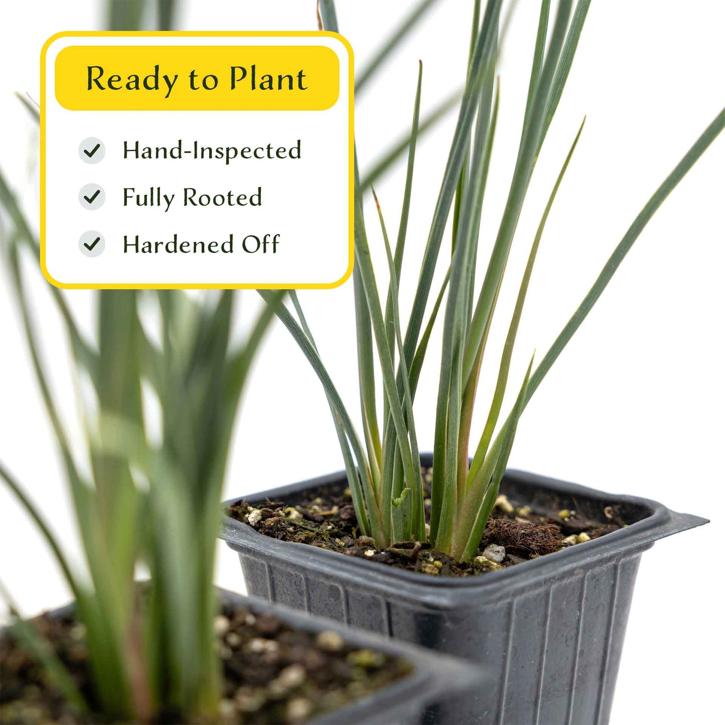 2 Hesperaloe Red Yucca Plants in 3.5” Cubes | Evergreen Succulent with Red Flowers for Xeriscaping, Borders & Pots (Hesperaloe parviflora)