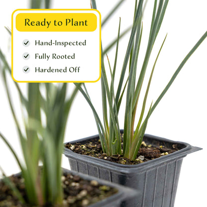 2 Hesperaloe Red Yucca Plants in 3.5” Cubes | Evergreen Succulent with Red Flowers for Xeriscaping, Borders & Pots (Hesperaloe parviflora)