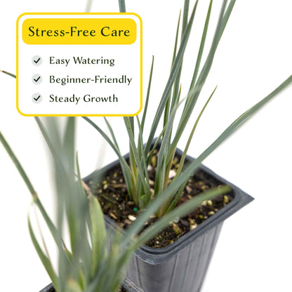 2 Hesperaloe Red Yucca Plants in 3.5” Cubes | Evergreen Succulent with Red Flowers for Xeriscaping, Borders & Pots (Hesperaloe parviflora)