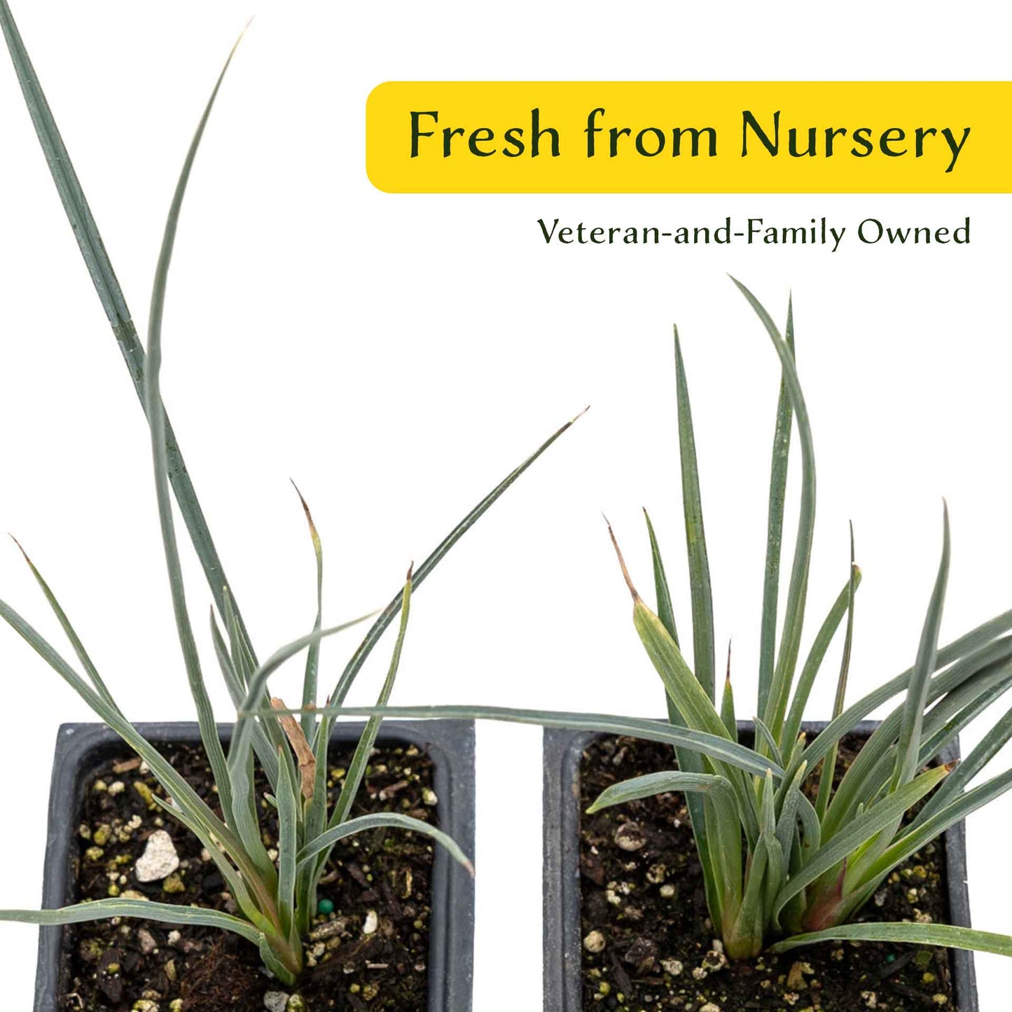 2 Hesperaloe Red Yucca Plants in 3.5” Cubes | Evergreen Succulent with Red Flowers for Xeriscaping, Borders & Pots (Hesperaloe parviflora)