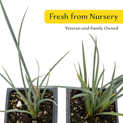 2 Hesperaloe Red Yucca Plants in 3.5” Cubes | Evergreen Succulent with Red Flowers for Xeriscaping, Borders & Pots (Hesperaloe parviflora)