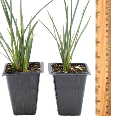 2 Hesperaloe Red Yucca Plants in 3.5” Cubes | Evergreen Succulent with Red Flowers for Xeriscaping, Borders & Pots (Hesperaloe parviflora)
