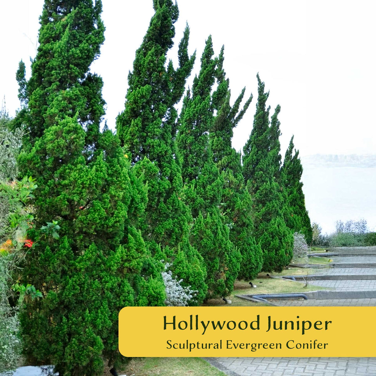 2 Hollywood Juniper – Twisted Evergreen Conifer Shrub for Hedges, Borders & Container Planting (Juniperus chinensis ‘Torulosa’)