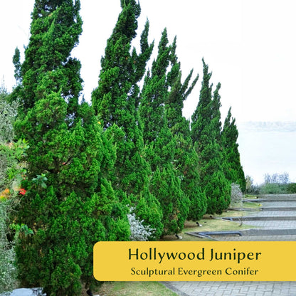 2 Hollywood Juniper – Twisted Evergreen Conifer Shrub for Hedges, Borders & Container Planting (Juniperus chinensis ‘Torulosa’)