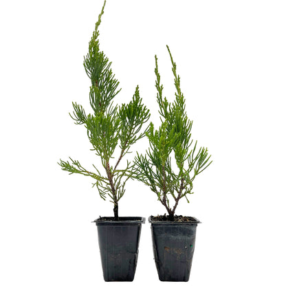 2 Hollywood Juniper – Twisted Evergreen Conifer Shrub for Hedges, Borders & Container Planting (Juniperus chinensis ‘Torulosa’)