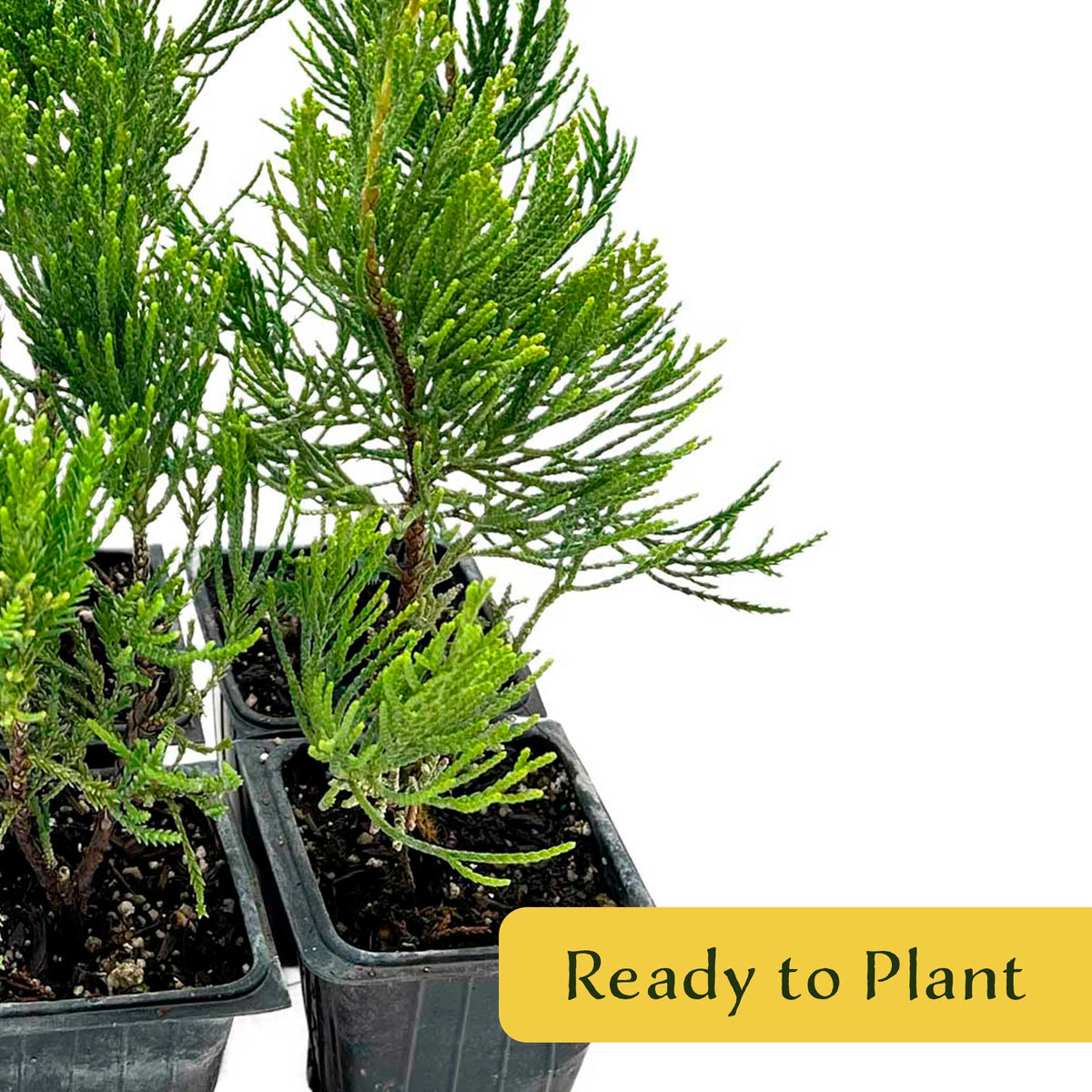 2 Hollywood Juniper – Twisted Evergreen Conifer Shrub for Hedges, Borders & Container Planting (Juniperus chinensis ‘Torulosa’)
