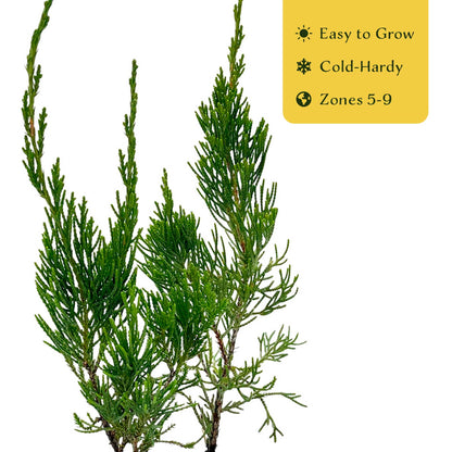 2 Hollywood Juniper – Twisted Evergreen Conifer Shrub for Hedges, Borders & Container Planting (Juniperus chinensis ‘Torulosa’)