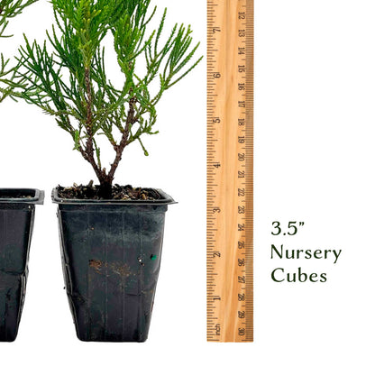 2 Hollywood Juniper – Twisted Evergreen Conifer Shrub for Hedges, Borders & Container Planting (Juniperus chinensis ‘Torulosa’)