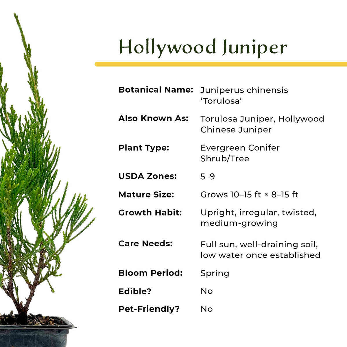 2 Hollywood Juniper – Twisted Evergreen Conifer Shrub for Hedges, Borders & Container Planting (Juniperus chinensis ‘Torulosa’)