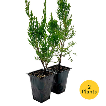 2 Hollywood Juniper – Twisted Evergreen Conifer Shrub for Hedges, Borders & Container Planting (Juniperus chinensis ‘Torulosa’)