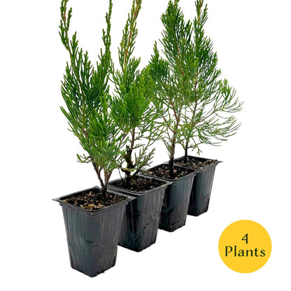 2 Hollywood Juniper – Twisted Evergreen Conifer Shrub for Hedges, Borders & Container Planting (Juniperus chinensis ‘Torulosa’)