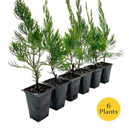 2 Hollywood Juniper – Twisted Evergreen Conifer Shrub for Hedges, Borders & Container Planting (Juniperus chinensis ‘Torulosa’)