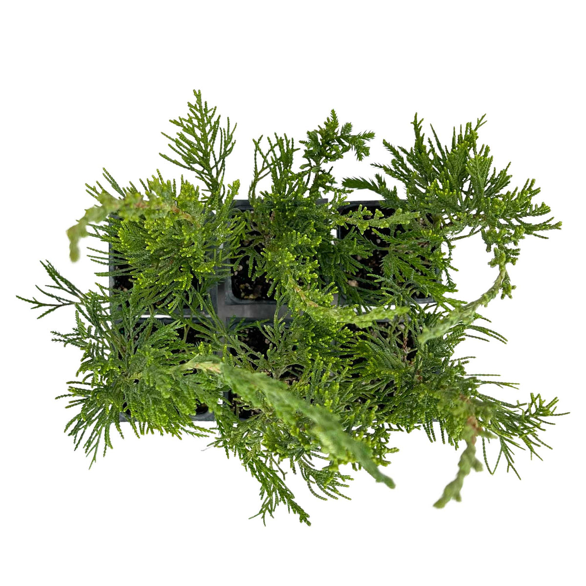 2 Hollywood Juniper – Twisted Evergreen Conifer Shrub for Hedges, Borders & Container Planting (Juniperus chinensis ‘Torulosa’)