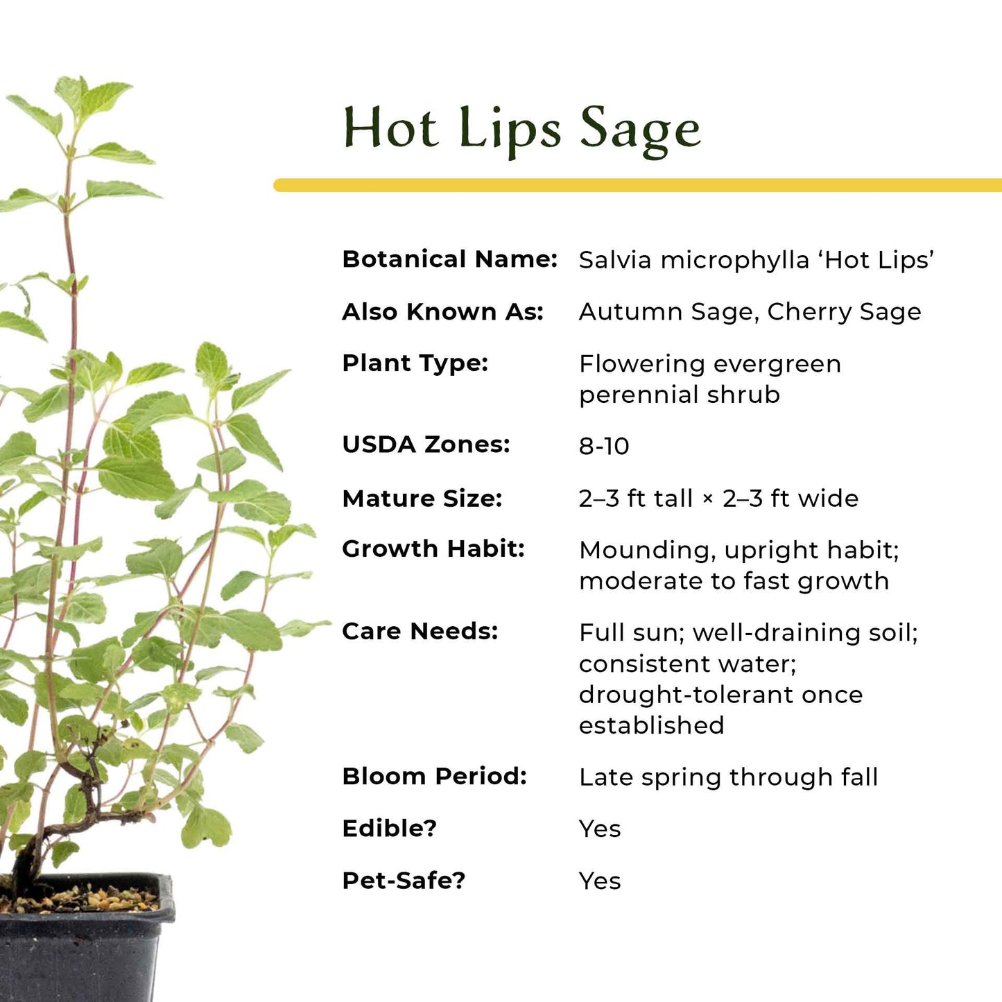 Hot Lips Sage in 3.5” Nursery Cubes (Salvia microphylla ‘Hot Lips’)