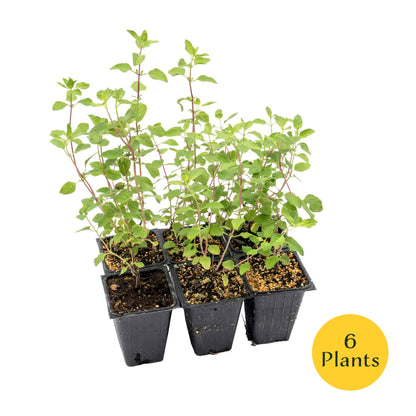 Hot Lips Sage in 3.5” Nursery Cubes (Salvia microphylla ‘Hot Lips’)