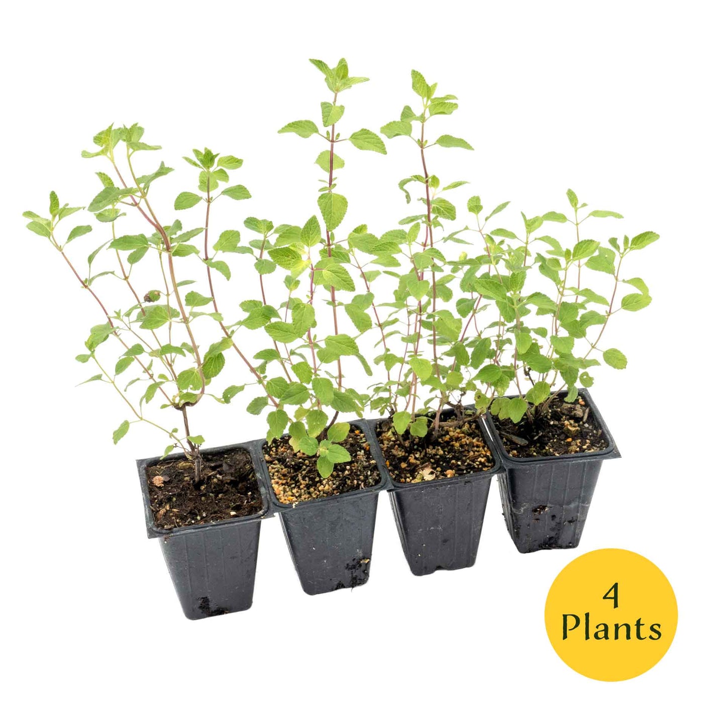 Hot Lips Sage in 3.5” Nursery Cubes (Salvia microphylla ‘Hot Lips’)