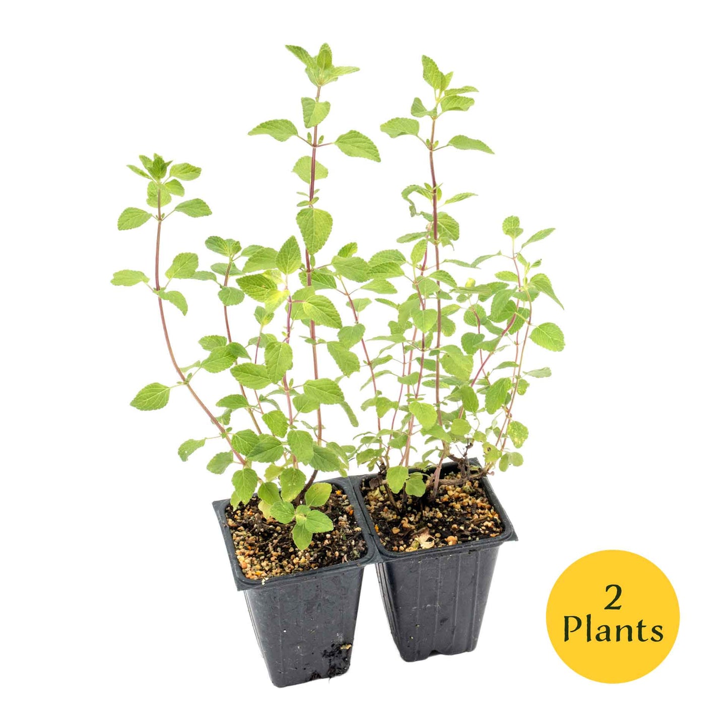 Hot Lips Sage in 3.5” Nursery Cubes (Salvia microphylla ‘Hot Lips’)