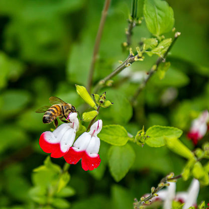 Hot Lips Sage in 3.5” Nursery Cubes (Salvia microphylla ‘Hot Lips’)
