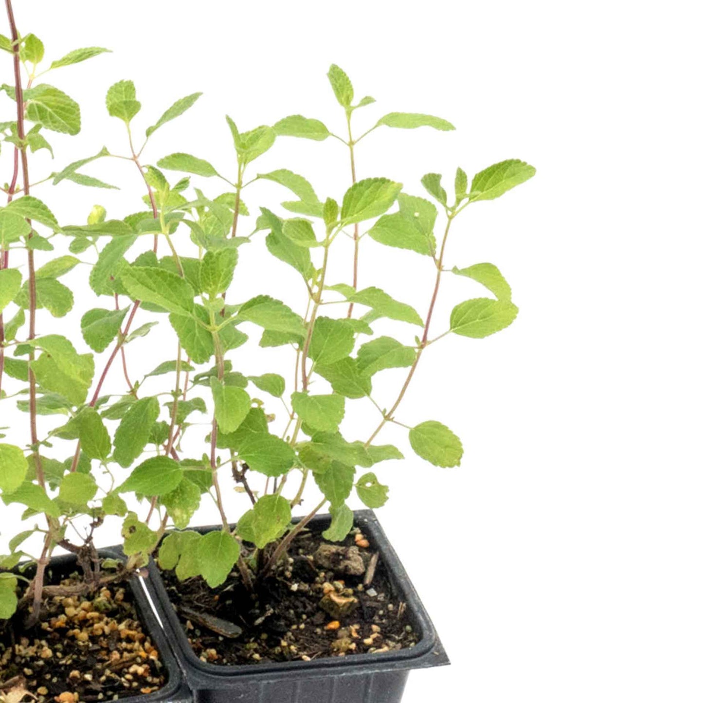 Hot Lips Sage in 3.5” Nursery Cubes (Salvia microphylla ‘Hot Lips’)