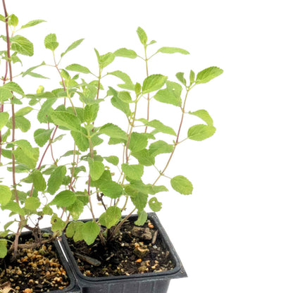 Hot Lips Sage in 3.5” Nursery Cubes (Salvia microphylla ‘Hot Lips’)