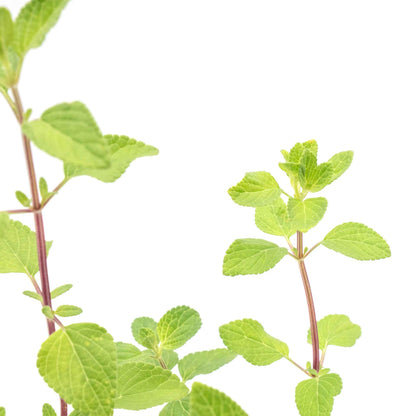 Hot Lips Sage in 3.5” Nursery Cubes (Salvia microphylla ‘Hot Lips’)