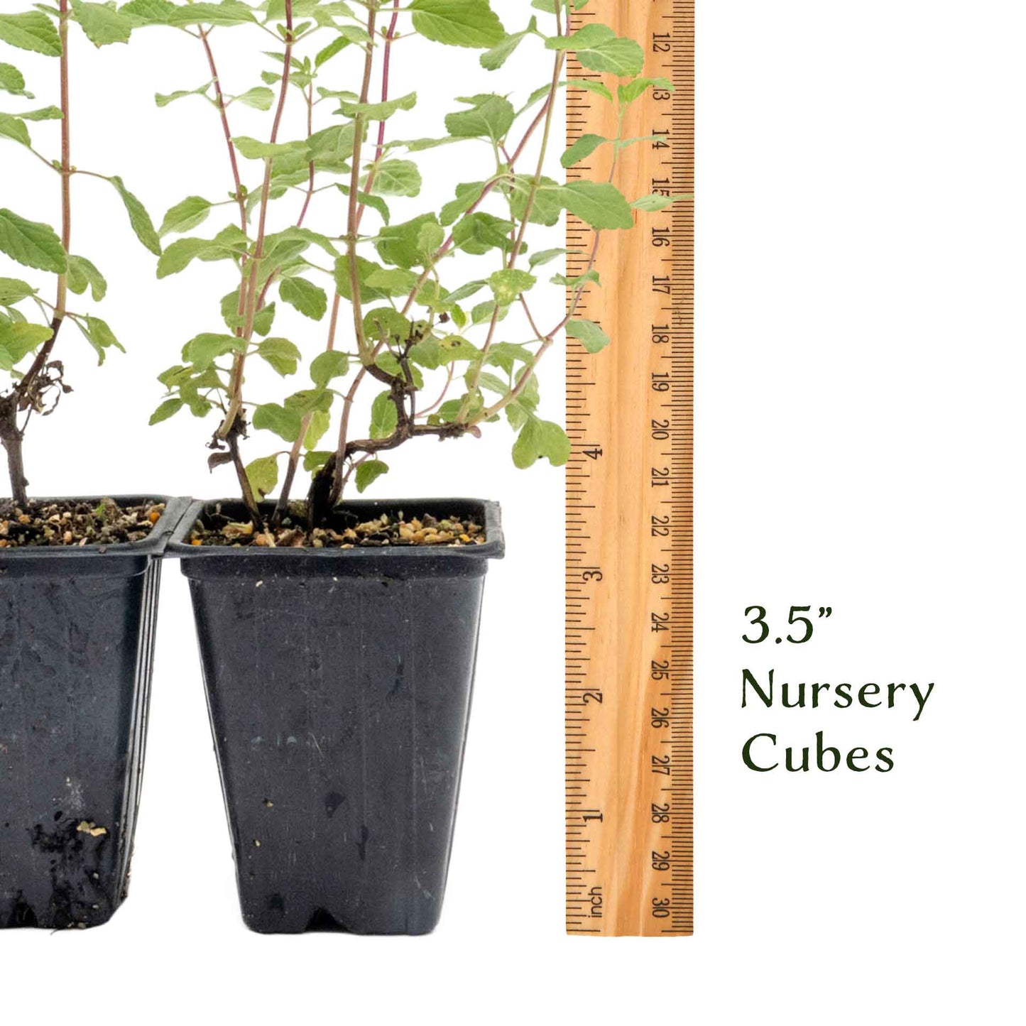 Hot Lips Sage in 3.5” Nursery Cubes (Salvia microphylla ‘Hot Lips’)