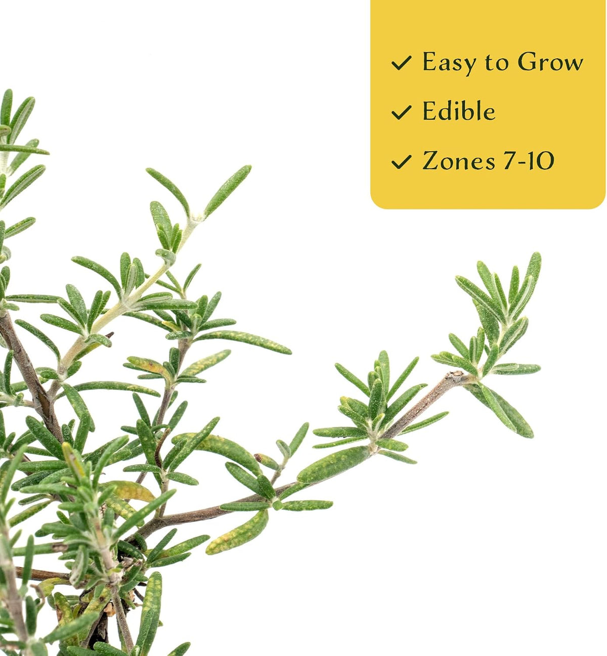2 Huntington Carpet Rosemary in 3.5" Nursery Cubes (Rosmarinus officinalis ‘Huntington')