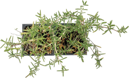 2 Huntington Carpet Rosemary in 3.5" Nursery Cubes (Rosmarinus officinalis ‘Huntington')