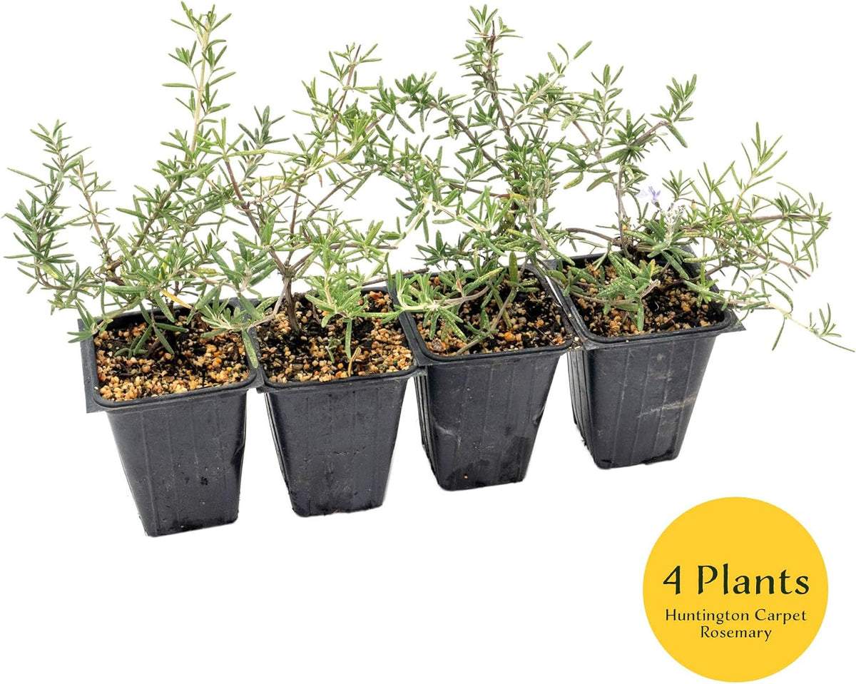 2 Huntington Carpet Rosemary in 3.5" Nursery Cubes (Rosmarinus officinalis ‘Huntington')