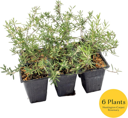 2 Huntington Carpet Rosemary in 3.5" Nursery Cubes (Rosmarinus officinalis ‘Huntington')