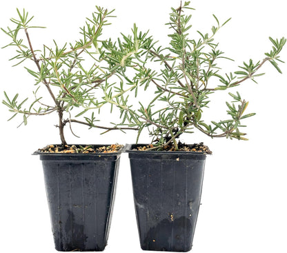 2 Huntington Carpet Rosemary in 3.5" Nursery Cubes (Rosmarinus officinalis ‘Huntington')