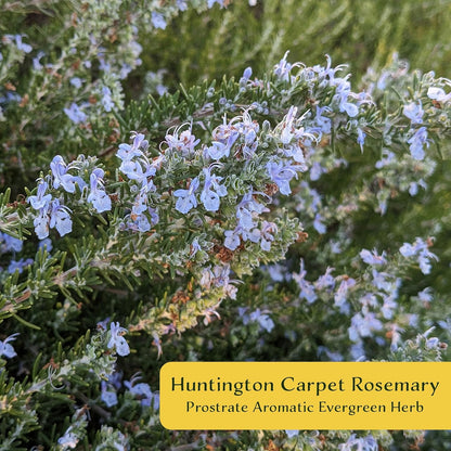 2 Huntington Carpet Rosemary in 3.5" Nursery Cubes (Rosmarinus officinalis ‘Huntington')