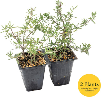 2 Huntington Carpet Rosemary in 3.5" Nursery Cubes (Rosmarinus officinalis ‘Huntington')