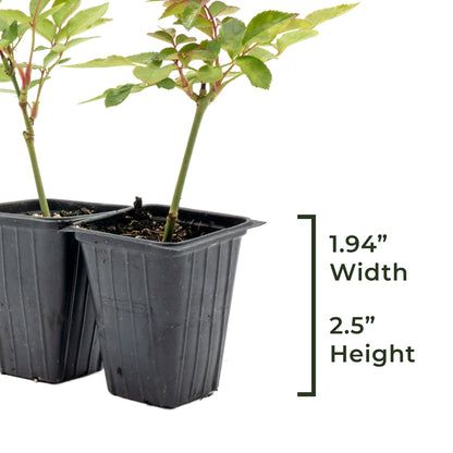 White Iceberg Rose | Live Plant in 2.5 Inch Nursery Cube | Rosa 'KORbin'