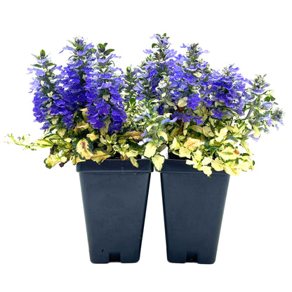 Princess Leia Bugleweed (Ajuga reptans ‘Princess Leia’)