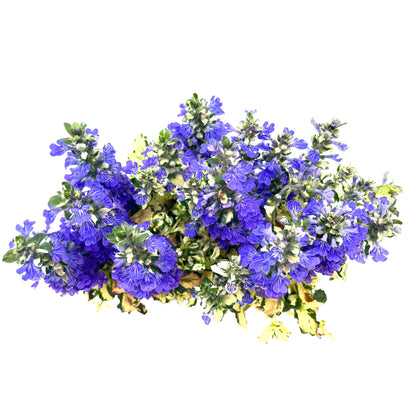 Princess Leia Bugleweed (Ajuga reptans ‘Princess Leia’)
