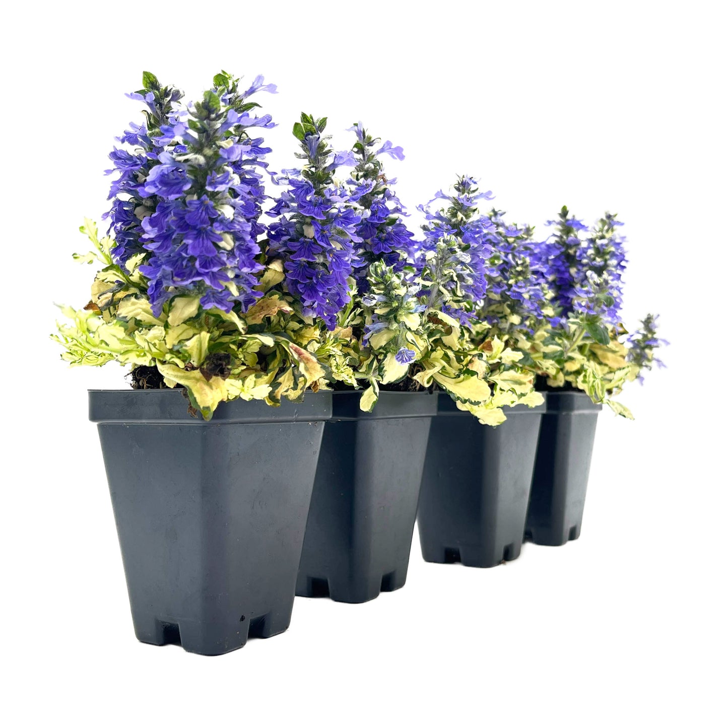 Princess Leia Bugleweed (Ajuga reptans ‘Princess Leia’)