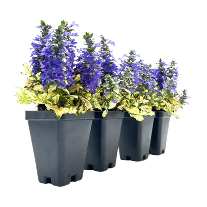 Princess Leia Bugleweed (Ajuga reptans ‘Princess Leia’)