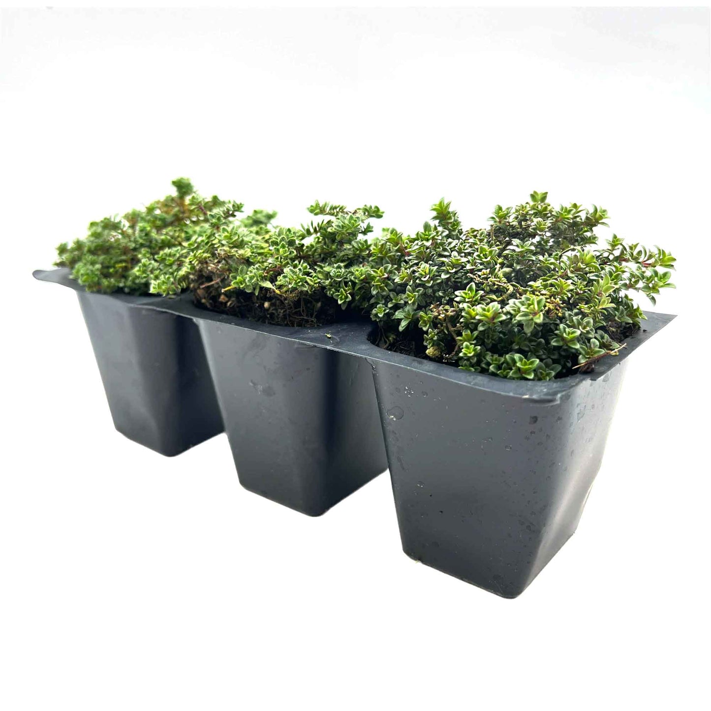 Elfin Thyme (Thymus serpyllum 'Elfin')