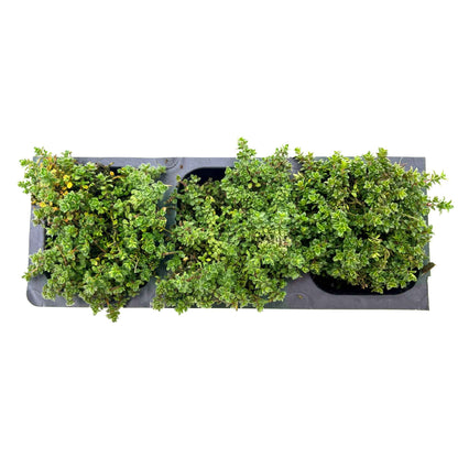 Elfin Thyme (Thymus serpyllum 'Elfin')