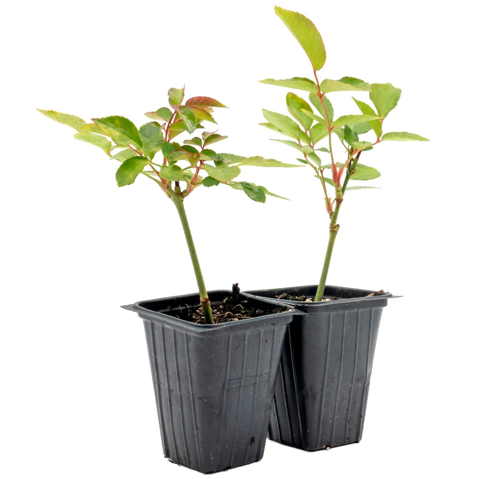 White Iceberg Rose | Live Plant in 2.5 Inch Nursery Cube | Rosa 'KORbin'