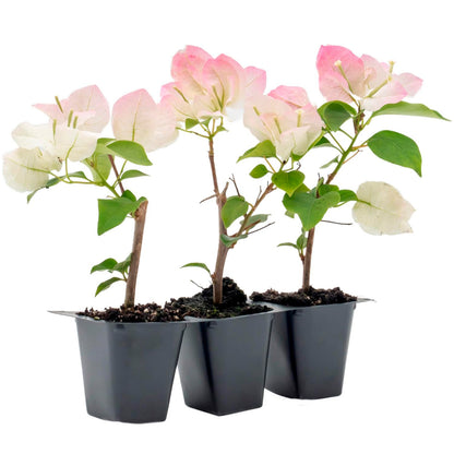 Imperial Thai Bougainvillea | Live Plant in 2.5 Inch Nursery Cube | Bougainvillea 'Imperial Thai Delight'