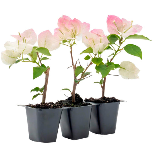 Imperial Thai Bougainvillea | Live Plant in 2.5 Inch Nursery Cube | Bougainvillea 'Imperial Thai Delight'