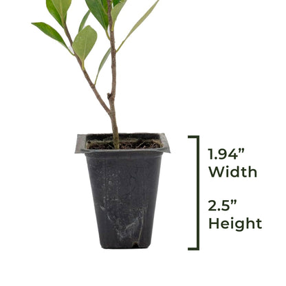 Indian Laurel Fig Tree | Live Sapling in 2.5 Inch Nursery Cube | Ficus Nitida