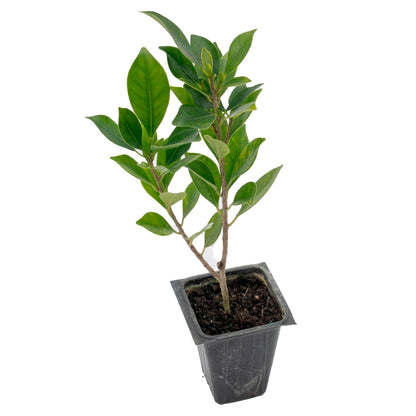 Indian Laurel Fig Tree | Live Sapling in 2.5 Inch Nursery Cube | Ficus Nitida